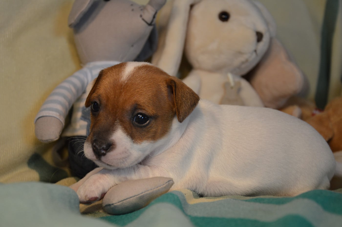 CHIOT 5