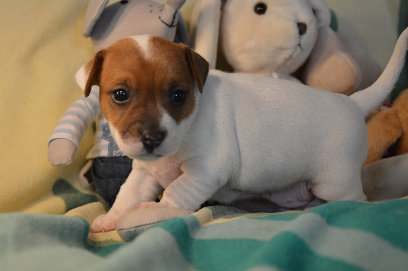CHIOT 5