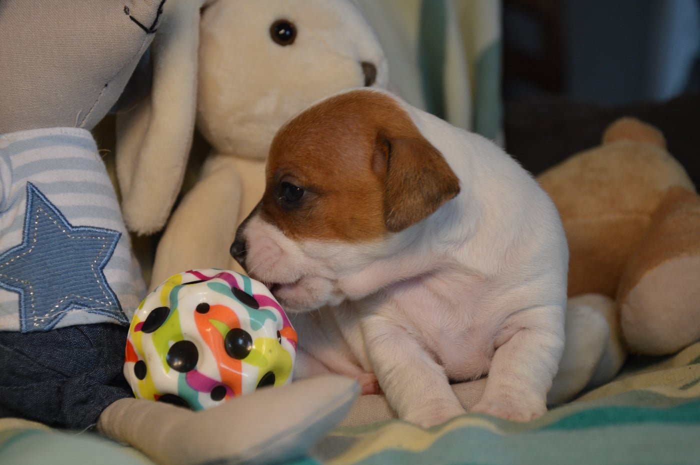 CHIOT 5