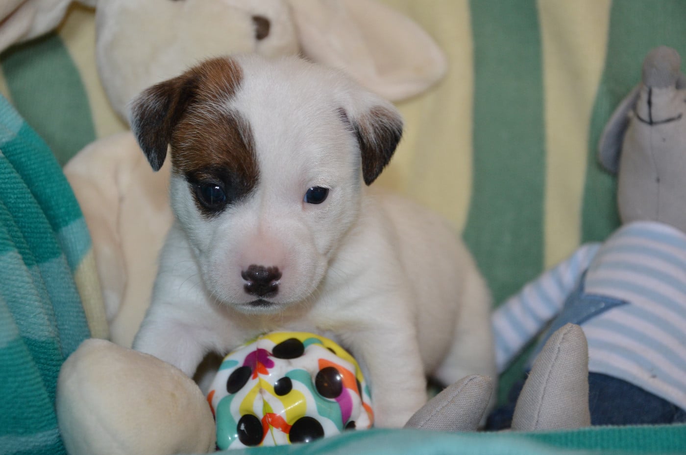 CHIOT 6