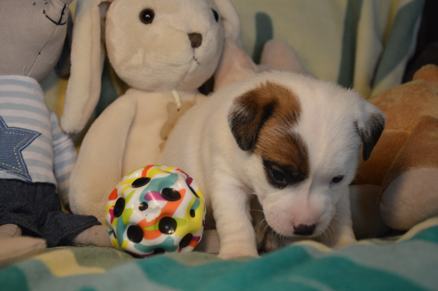CHIOT 6