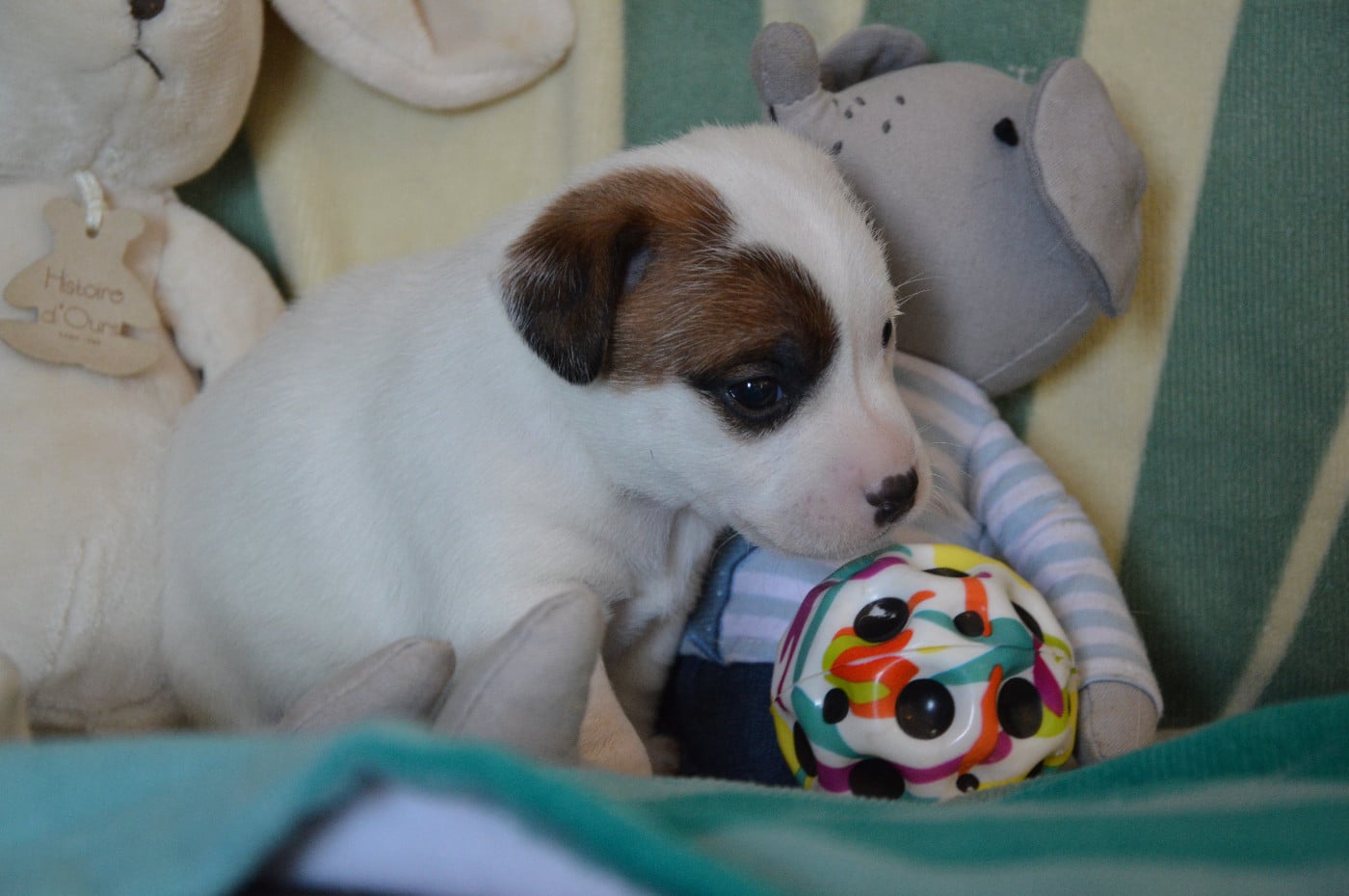 CHIOT 6