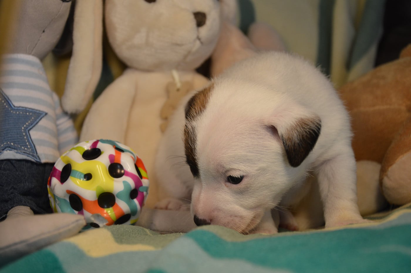 CHIOT 6