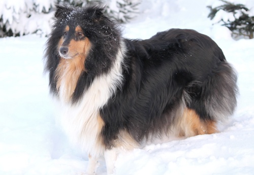 Publication : Du Calvaire Aux Renards Auteur : Marie Poulain