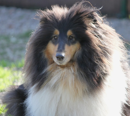 Publication : Du Calvaire Aux Renards Auteur : Marie Poulain