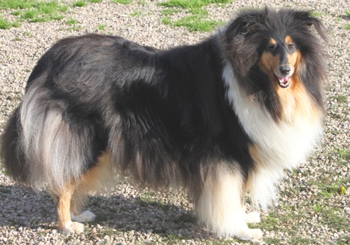 Publication : Du Calvaire Aux Renards Auteur : Marie Poulain