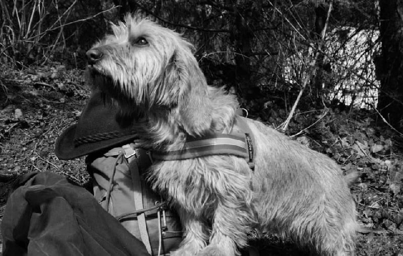 CH. Amelie didi's clan