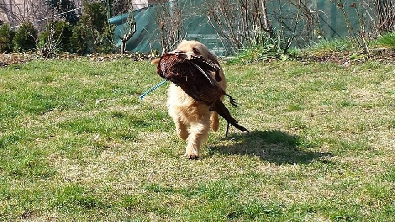 CH. Amelie didi's clan