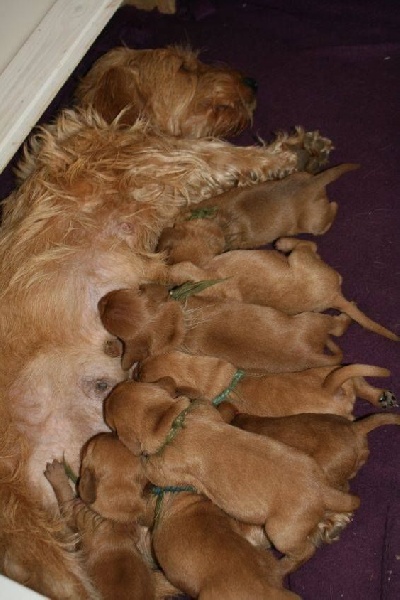 CH. Amelie didi's clan