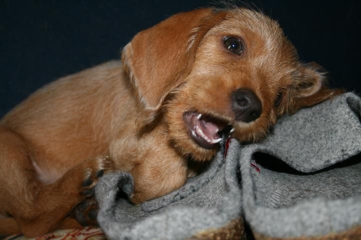 CH. Amelie didi's clan