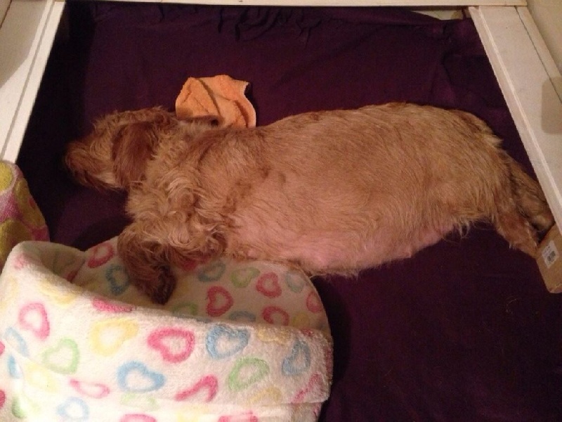 CH. Amelie didi's clan