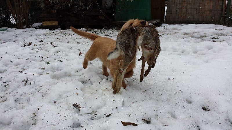 CH. Amelie didi's clan