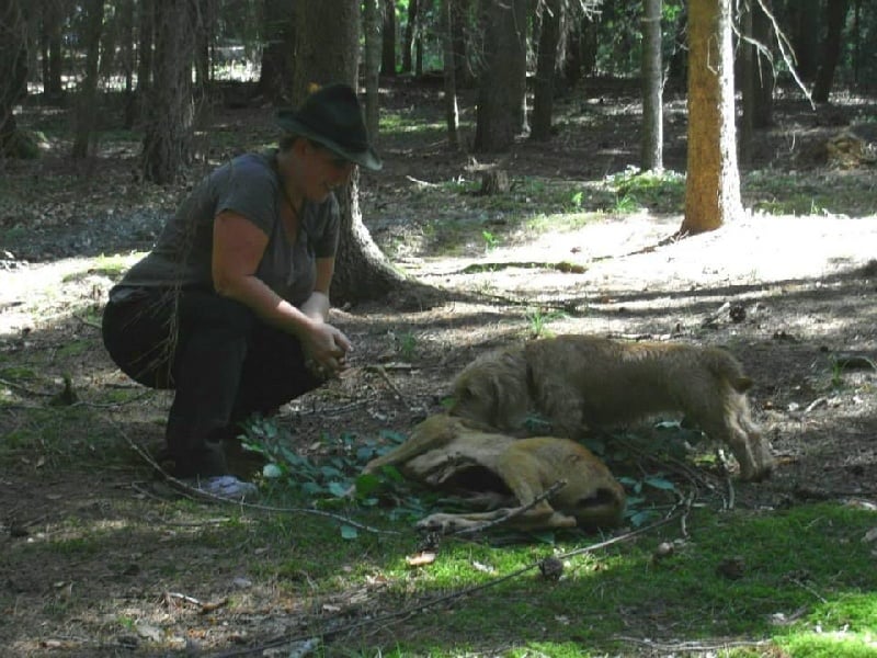 CH. Amelie didi's clan