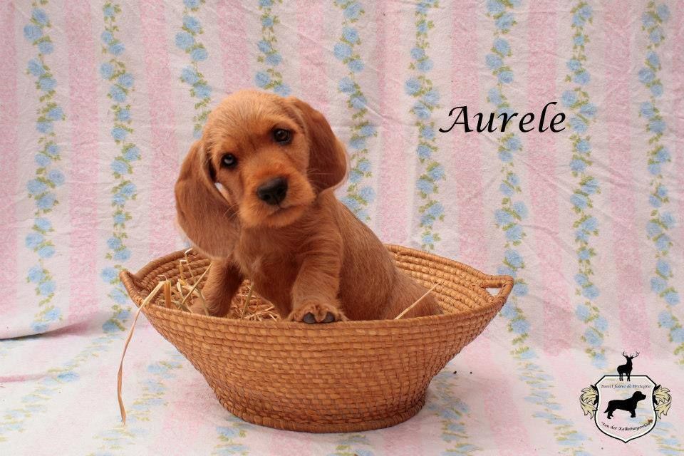 Aurele