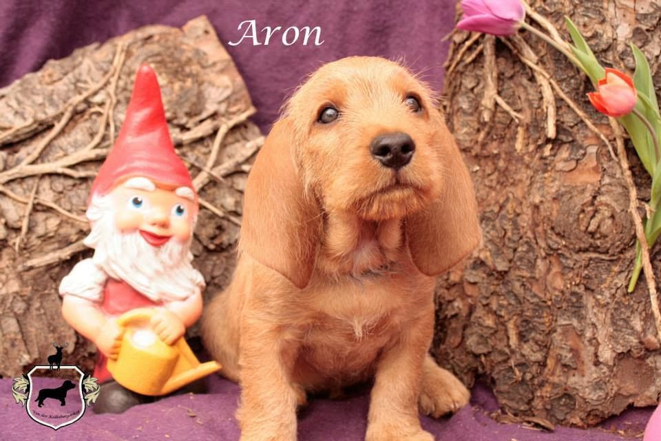 Aron