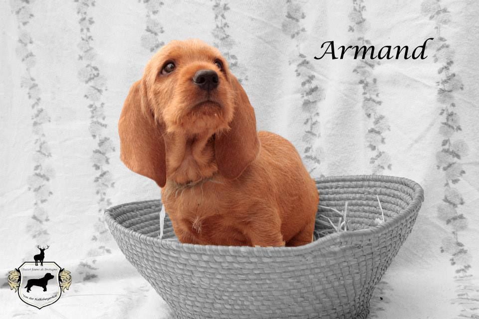 Armand