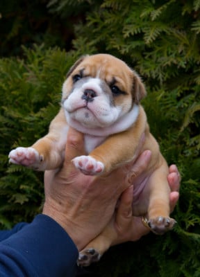 Les chiots de Bulldog Anglais