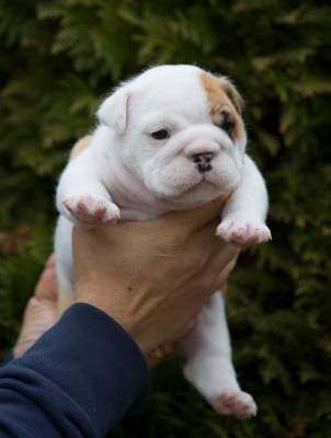 Les chiots de Bulldog Anglais