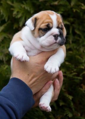 Les chiots de Bulldog Anglais