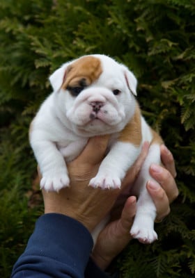 Les chiots de Bulldog Anglais