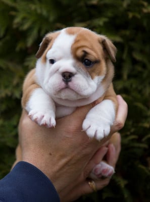 Les chiots de Bulldog Anglais