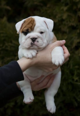 Les chiots de Bulldog Anglais