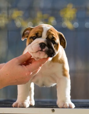 Les chiots de Bulldog Anglais
