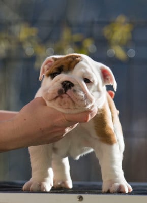 Les chiots de Bulldog Anglais