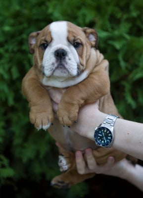 Barbara - Bulldog Anglais