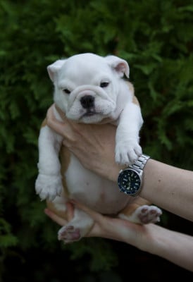 Bella - Bulldog Anglais