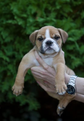 Bulldog Anglais