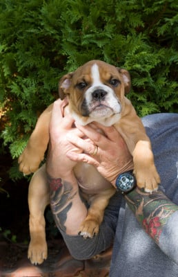 Les chiots de Bulldog Anglais