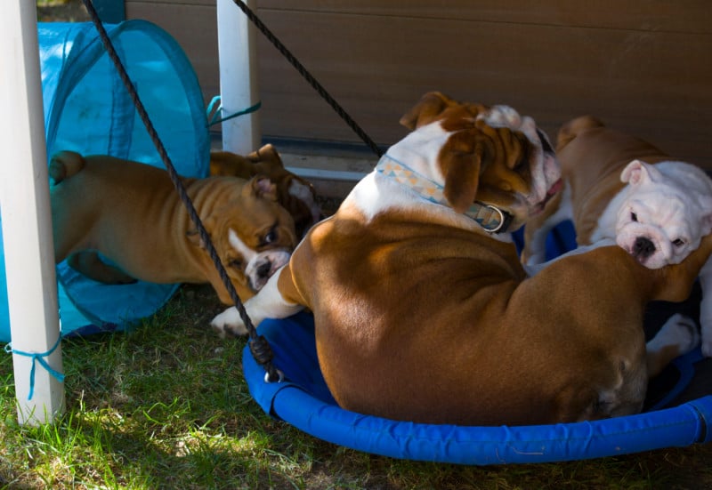 Bulldog Anglais - De La Combe Rousse