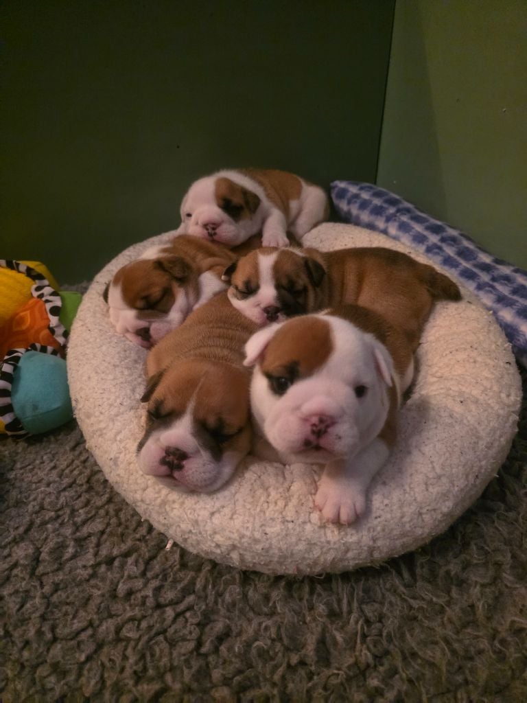 Bulldog Anglais - De La Combe Rousse