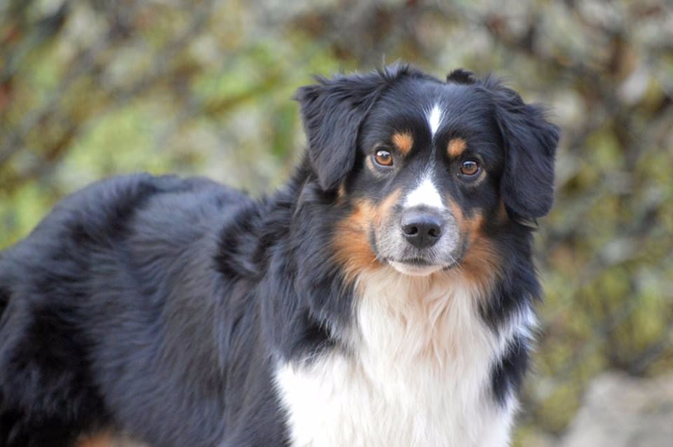 Publication : D'amour de la barbottiere Auteur : BOHN SANDRINE