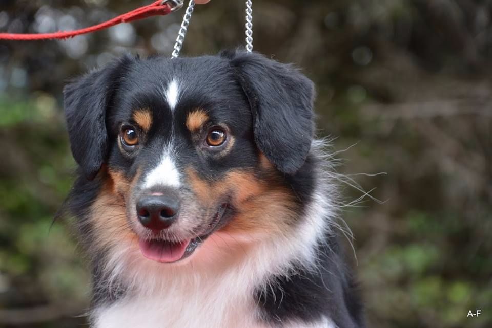 Publication : D'amour de la barbottiere Auteur : BOHN SANDRINE