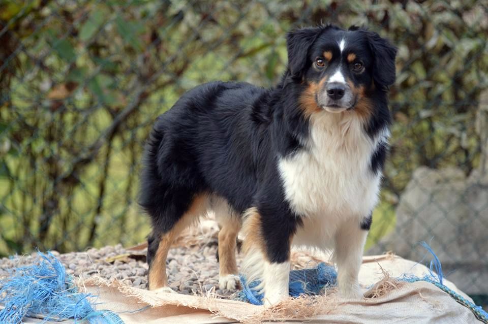 Publication : D'amour de la barbottiere Auteur : BOHN SANDRINE