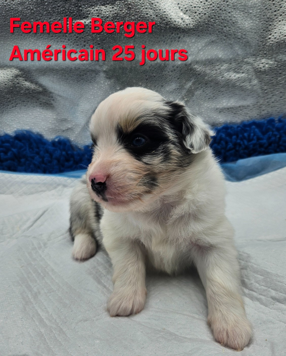 Berger Américain Miniature  - D'amour de la barbottiere