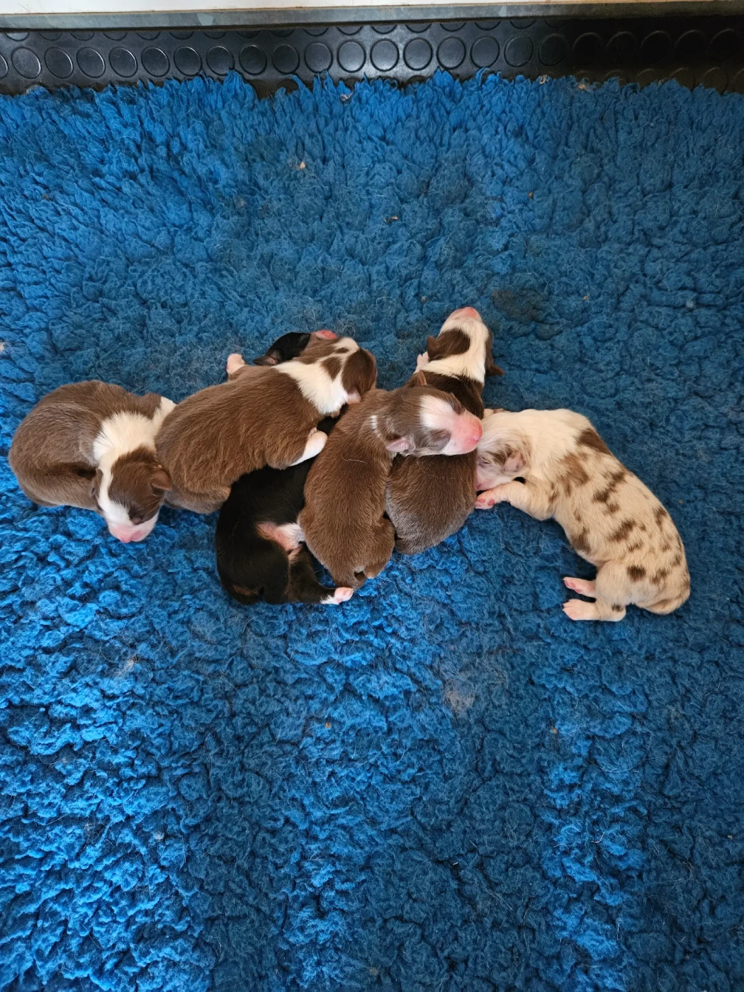 Berger Australien - D'amour de la barbottiere