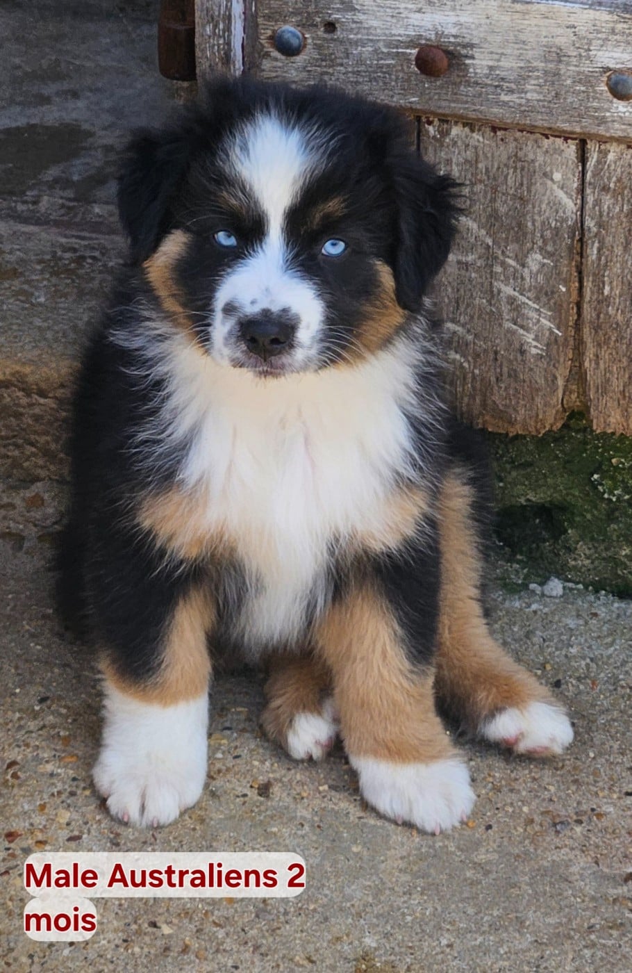 Black With Blue Eyes D'amour de la Barbottiere - Berger Australien