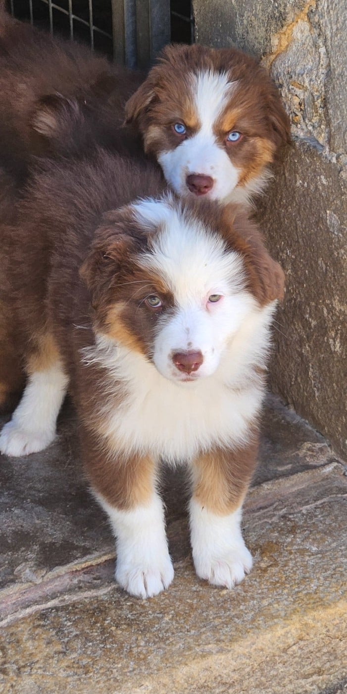 Beautiful Red and White D'amour de la Barbottiere - Berger Australien