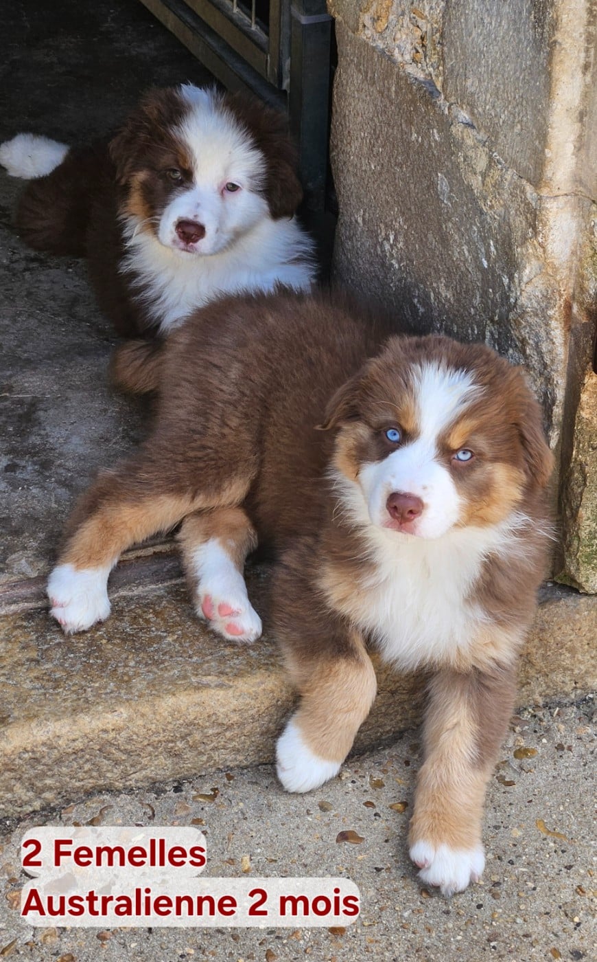 Beautiful Girl With Blue Eyes D'amour de la Barbot - Berger Australien