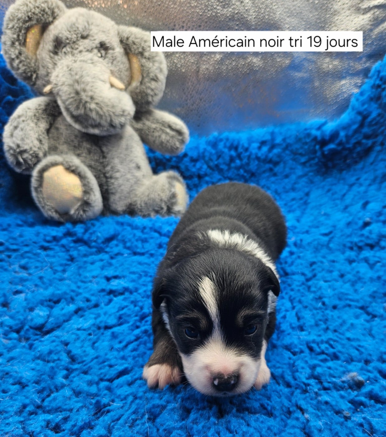 Chiot N°1