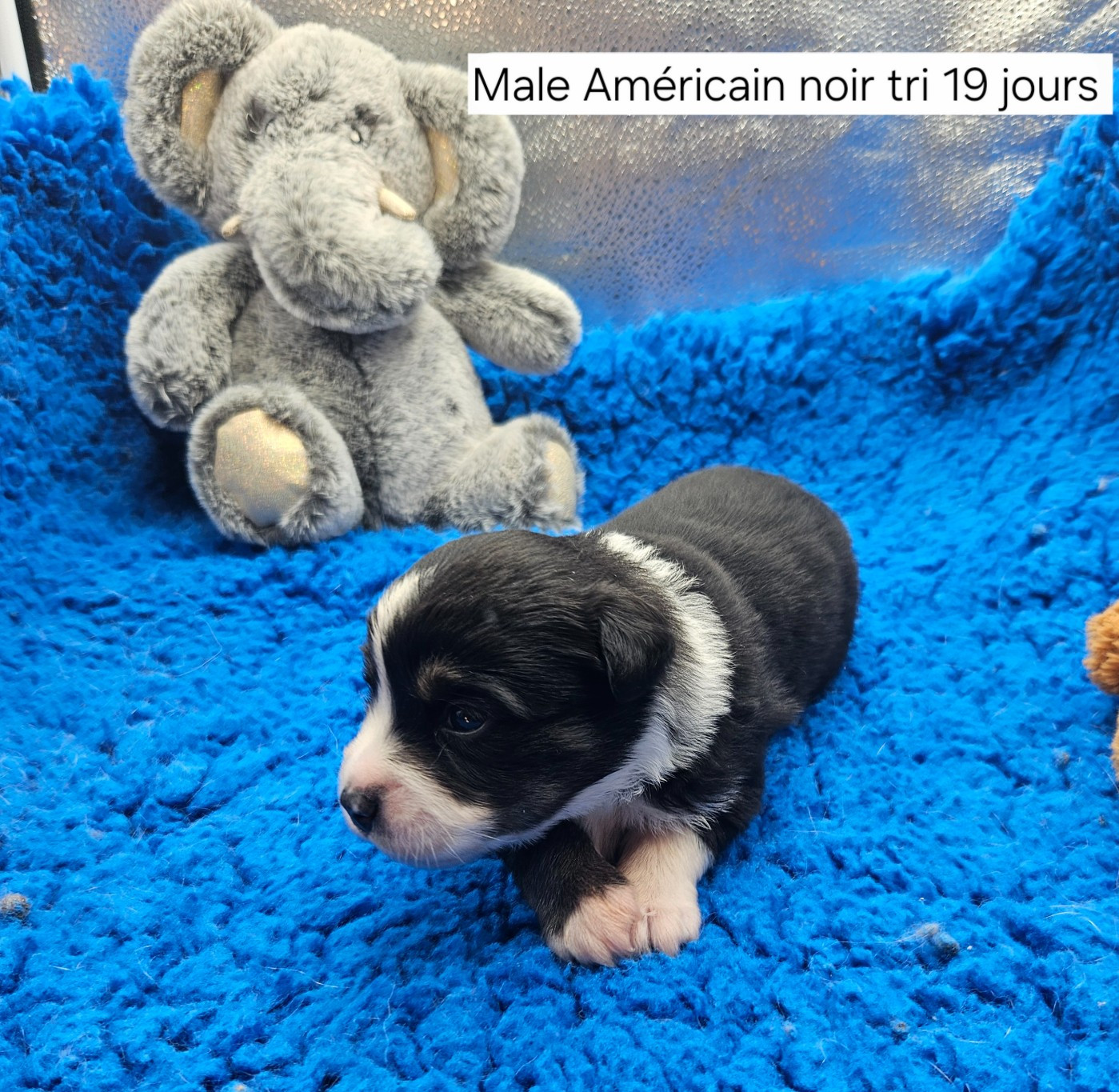 Chiot N°1
