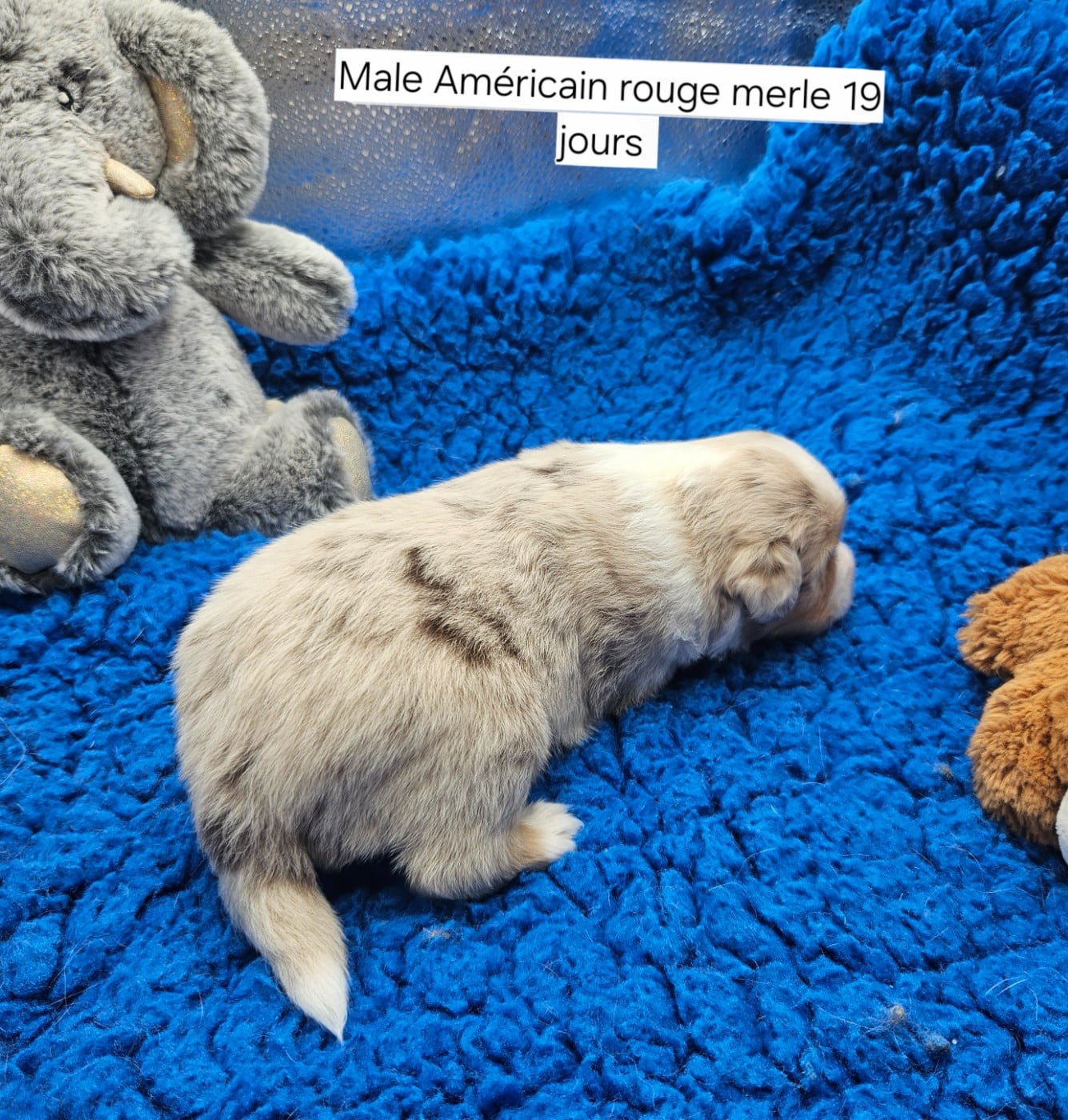Chiot N°2