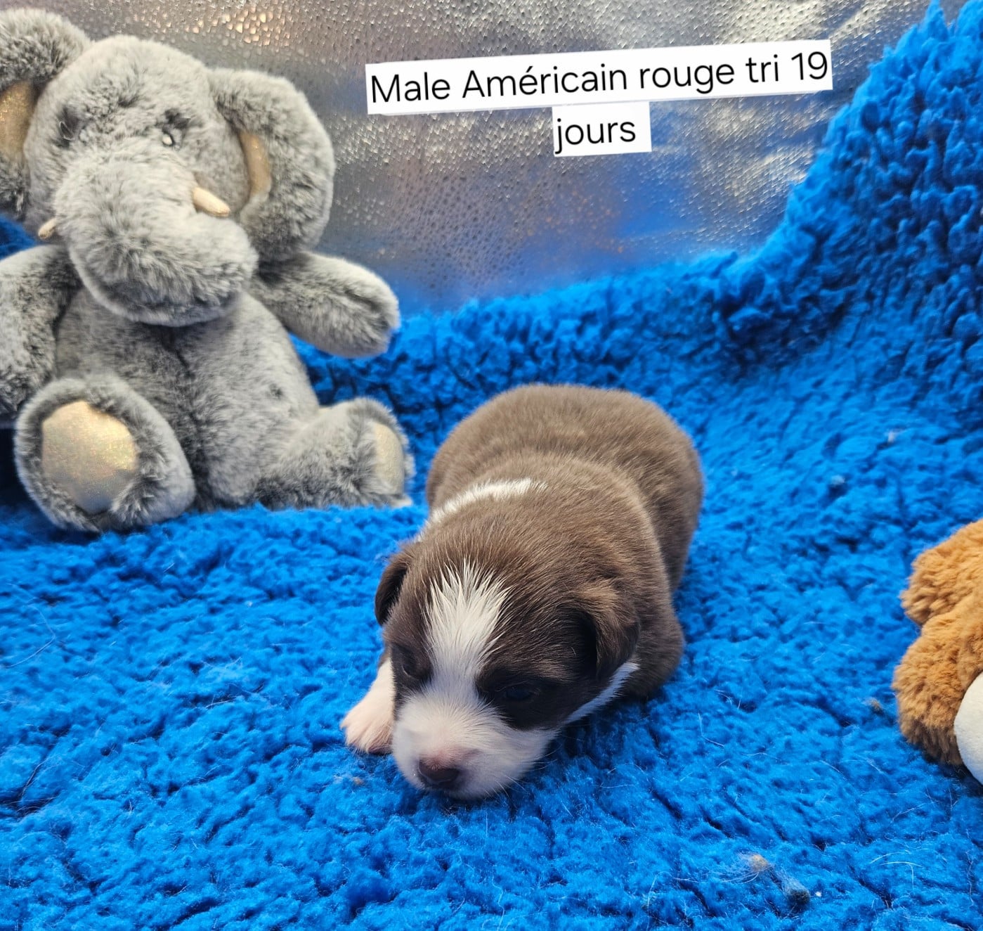 Chiot N°3