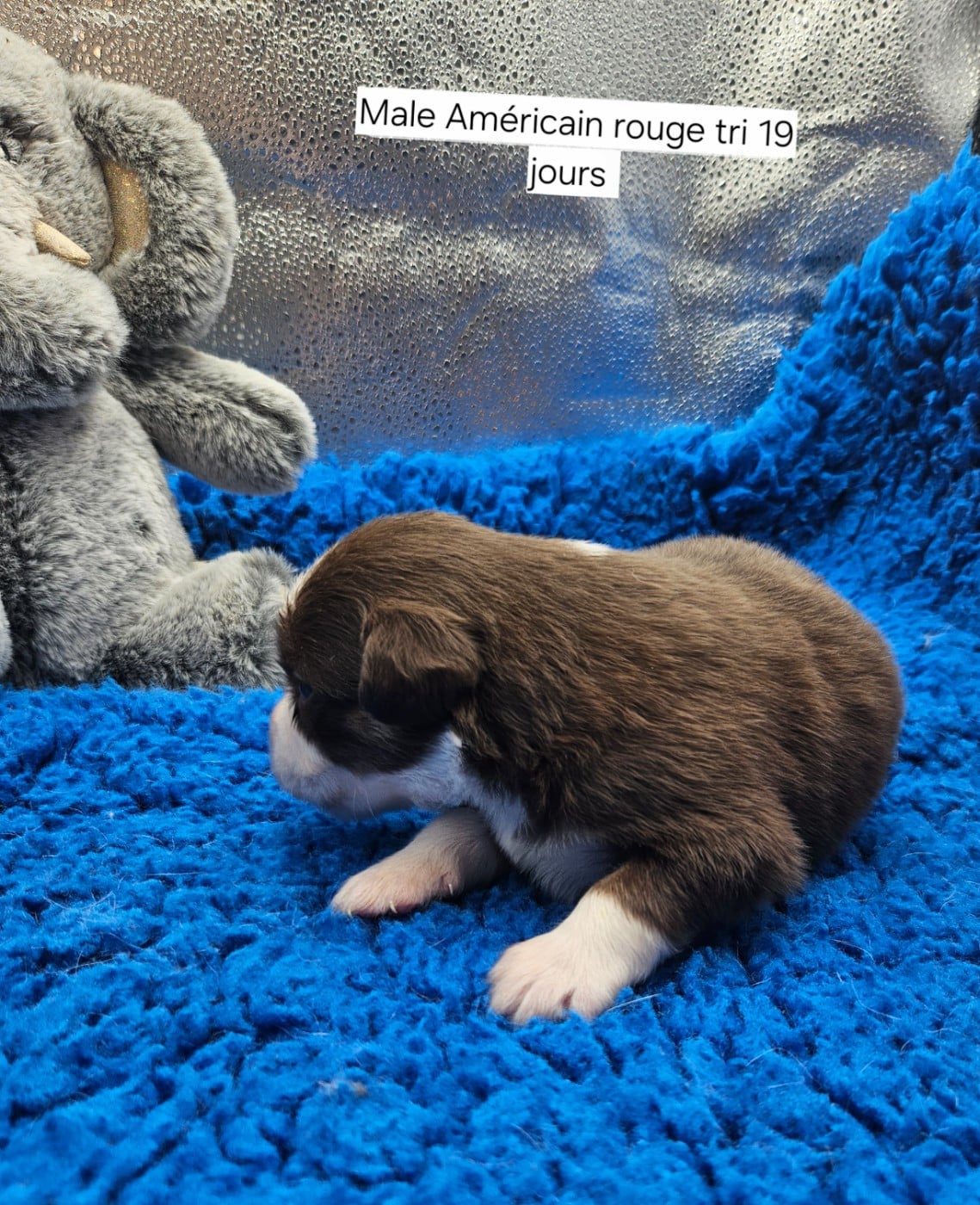 Chiot N°3