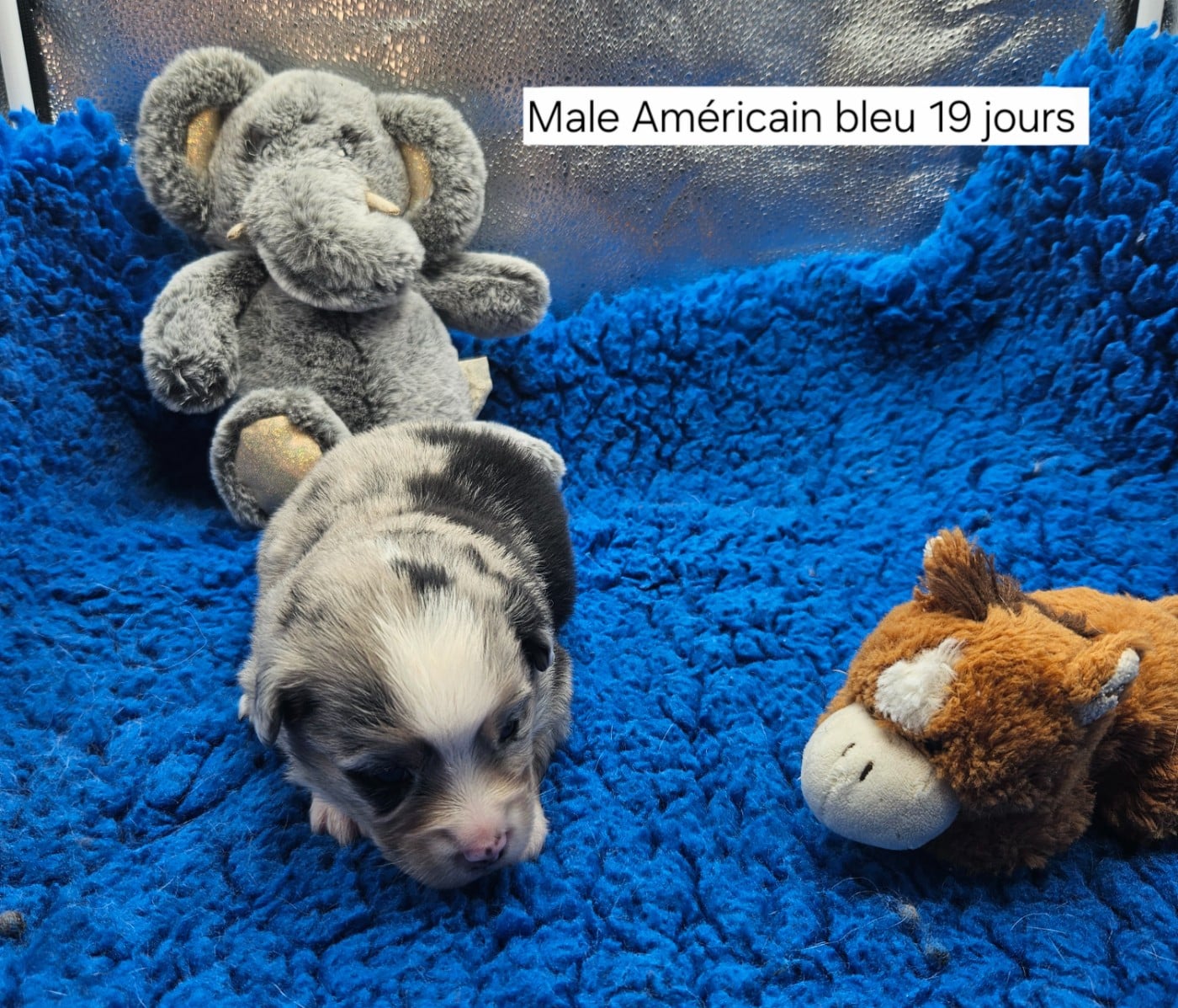Chiot N°4