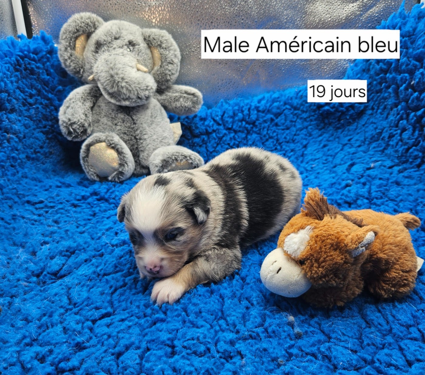 Chiot N°4