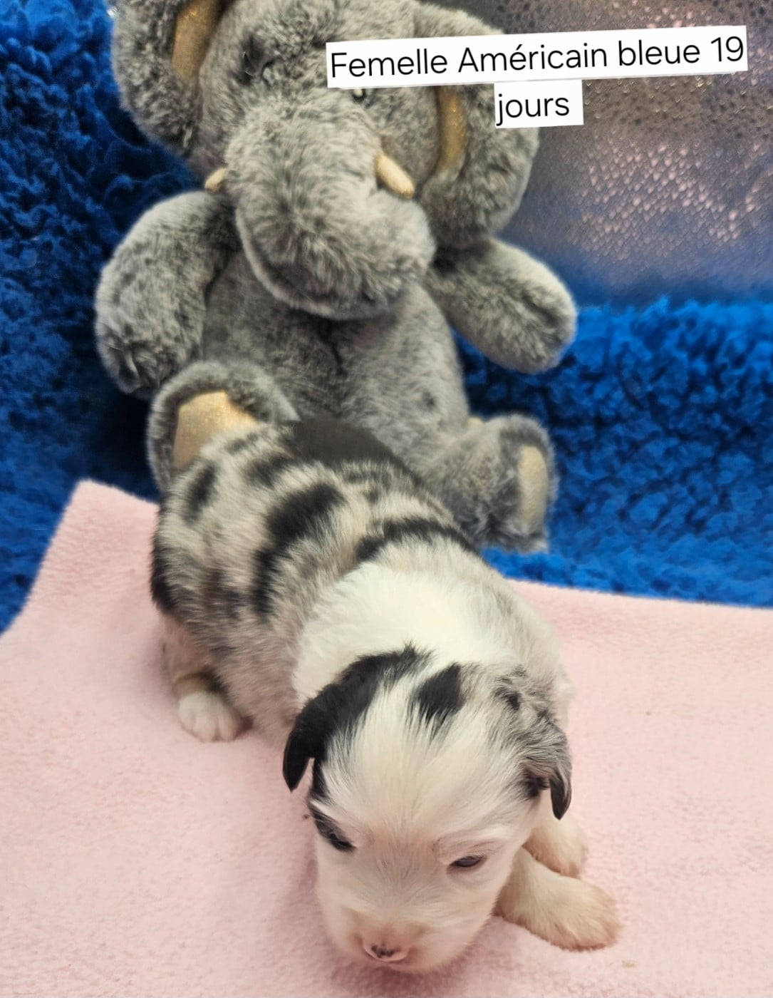 Chiot N°5